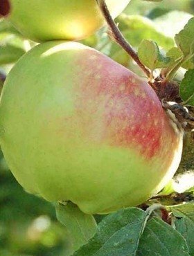 Jabłoń Boiken 