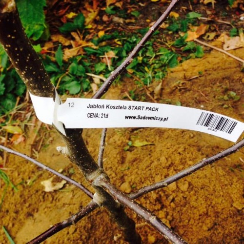 J. Pawel, Warszawa-Wilanów J. Pawel, Warszawa-Wilanów