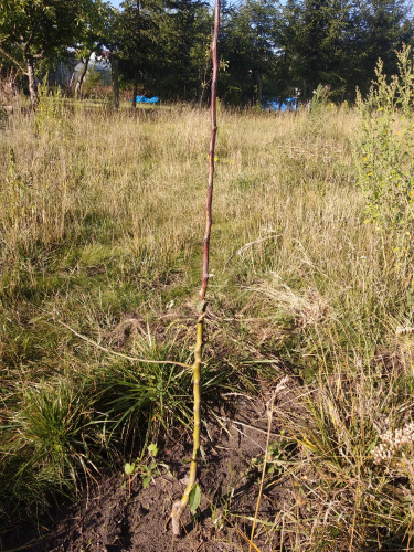 Klaudiusz, Poznan Klaudiusz, Poznan