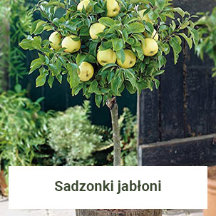 Sadzonki jabłoni