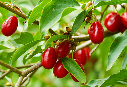 Dereń jadalny - uprawa