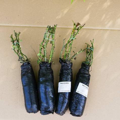 Róża miniatura Corazon czerwono-kremowa balot