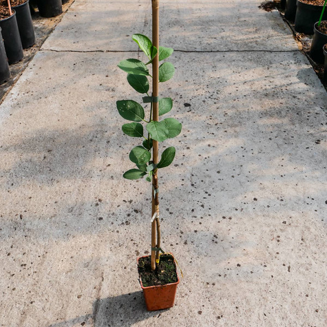 Śliwa Oneida w doniczce (C2)