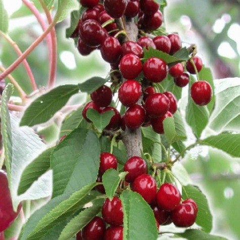Czereśnia kolumnowa Celesta