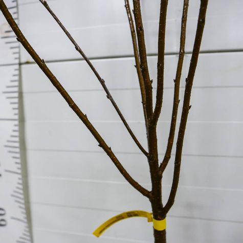 Wiśnia Nana Start Pack