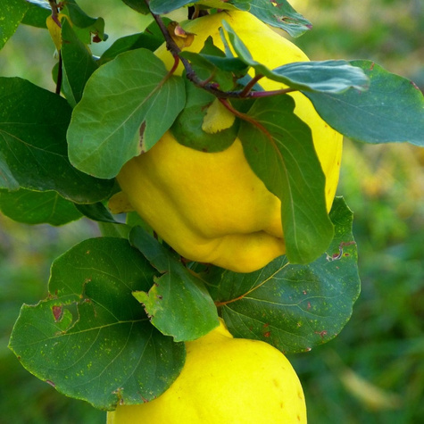 Pigwa gruszkowa Ludowicka START PACK