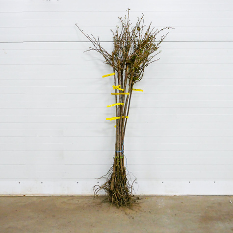 Agrest czerwony Kamieniar na pniu w balocie