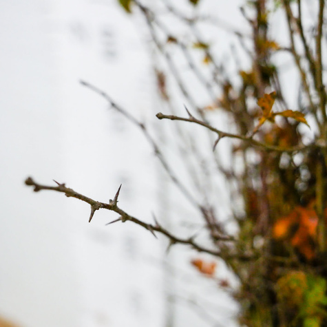 Głóg jednoszyjkowy Plant Pack