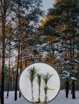 Zestaw Las w Paczce 100 Sztuk Sosny Zwyczajnej Plant Pack