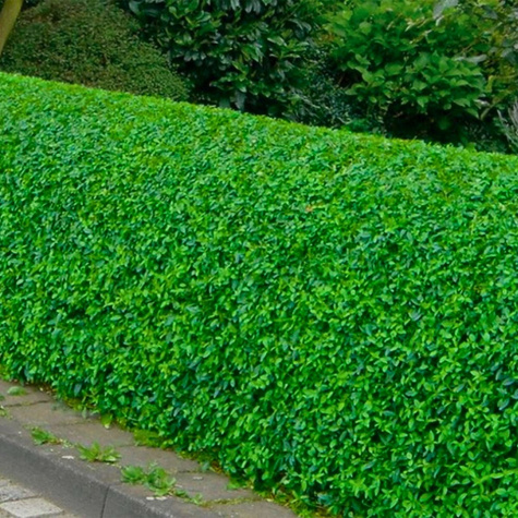 Ligustr Liguster Zimozielony Wielopędowy PREMIUM SADZONKI Plant Pack