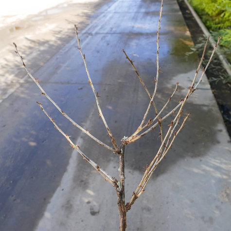 Agrest czerwony Revena na pniu START PACK