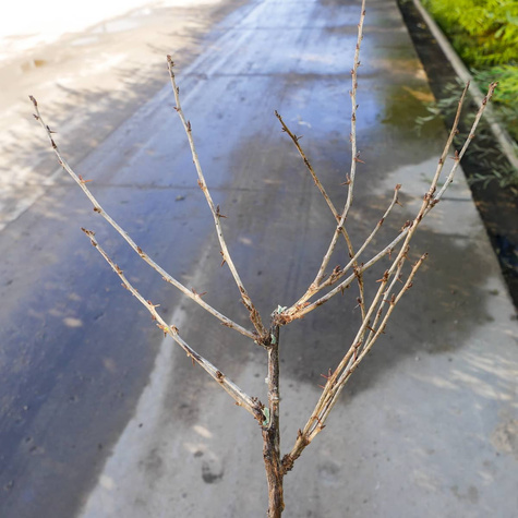 Agrest Czerwony na pniu START PACK