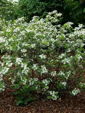 Aronia czarnoowocowa Galicjanka w doniczce