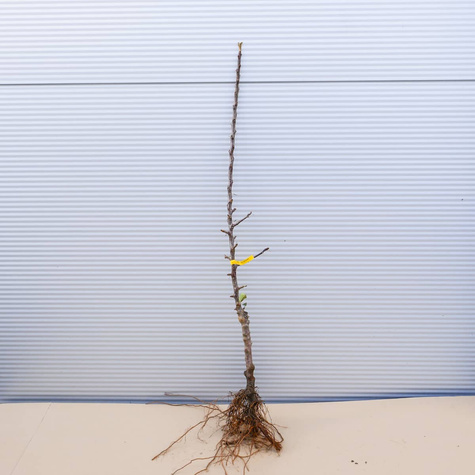 Jabłoń Grafsztynek Prawdziwy Grafsztynek Czerwony START PACK