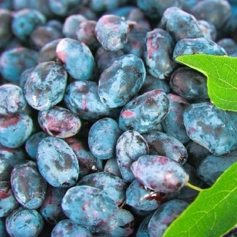 Jagoda kamczacka Duet