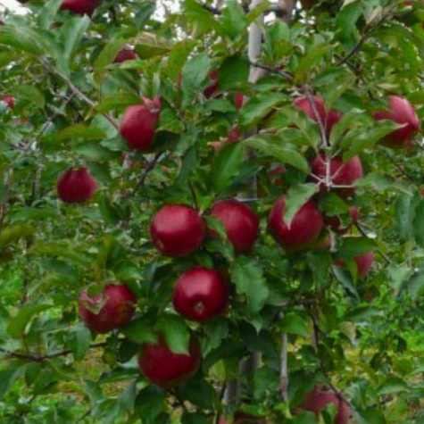 Jabłoń Idol START PACK