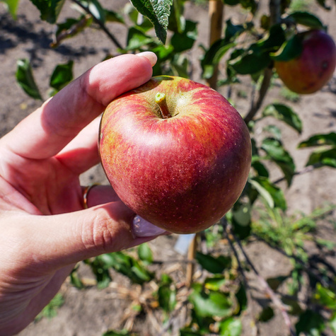 Jabłoń Winston START PACK