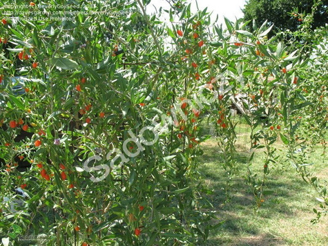 Jagoda Goji Kolcowój chiński sadzonki