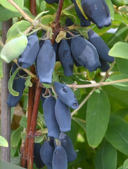 Jagoda kamczacka Vostorg