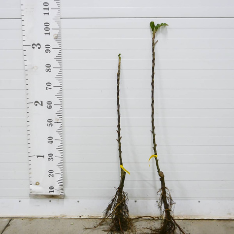 Jabłoń kolumnowa Dejavu w typie Gloster START PACK