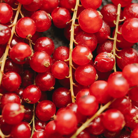 Porzeczka czerwona Rolan w doniczce