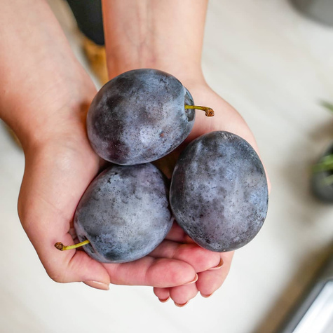 Śliwa typu Tophit START PACK