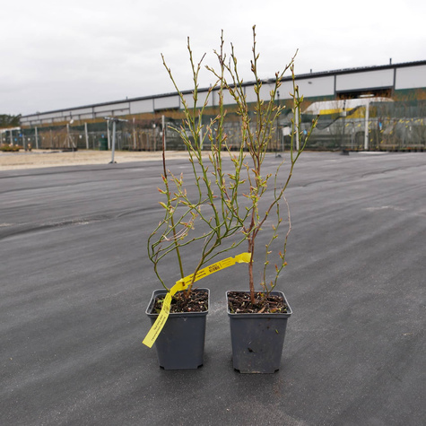 Borówka amerykańska niska Emil (C2)