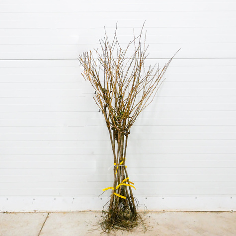 Agrest czerwony Spine Free bezkolcowy na pniu START PACK