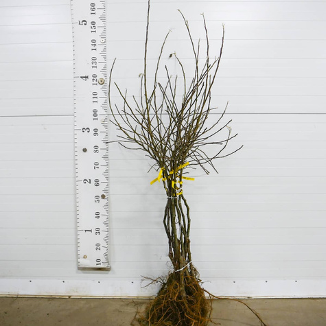 Jabłoń Rubinstar START PACK