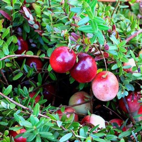 Żurawina wielkoowocowa