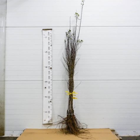 Śliwa Teemano Plant Pack