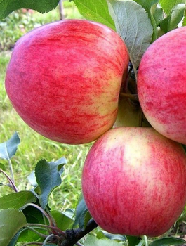 Jabłoń Celesta mrozoodporna w doniczce  (C2)