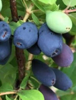 Jagoda kamczacka Pruhonicky letni