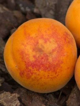 Morela Aramis Shamade