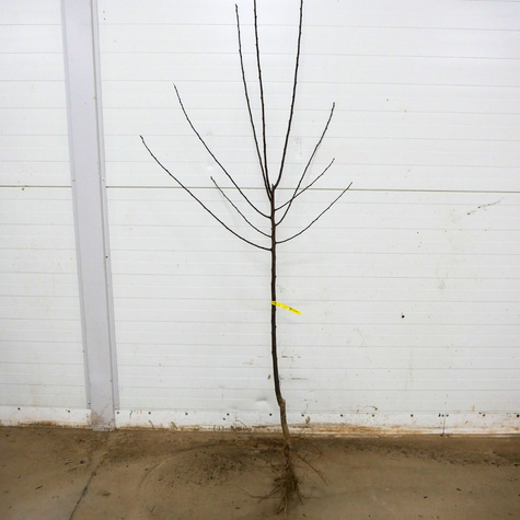 Śliwa Cacanska Najbolja START PACK