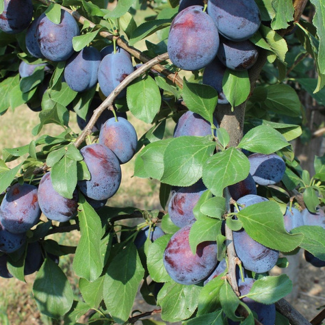 Śliwa Nierobaczywka Plant Pack