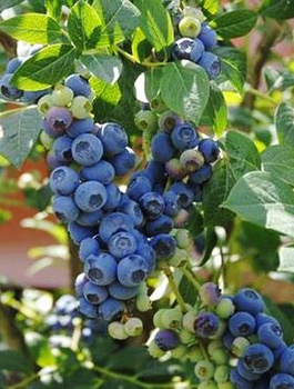 Borówka amerykańska Spartan (C2)