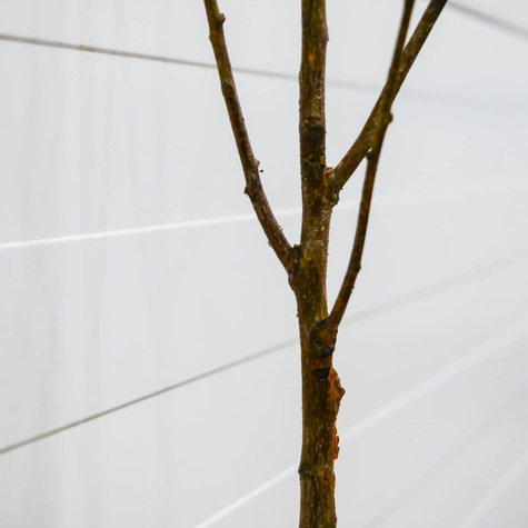 Morela Hargrand START PACK