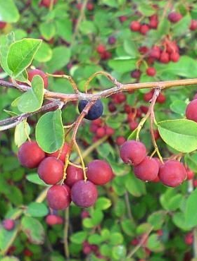 Świdośliwa gładka Ballerina