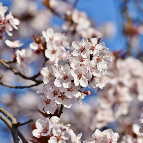 Wiśnia Pandy 103 Deserowa START PACK