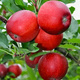 Jabłoń Rubinstar START PACK