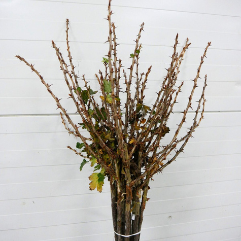 Agrest czerwony Niesłuchowski na pniu w balocie