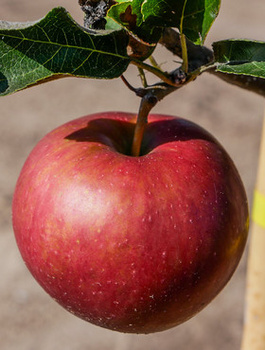 Jabłoń Typu Elise Eliza