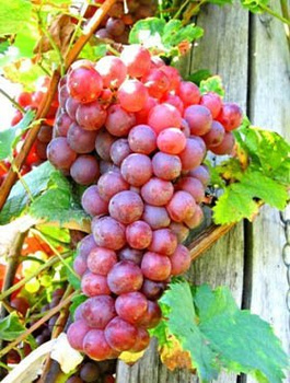 Winorośl winogrona Canadice bezpestkowa