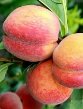 Brzoskwinia Maycrest Start Pack