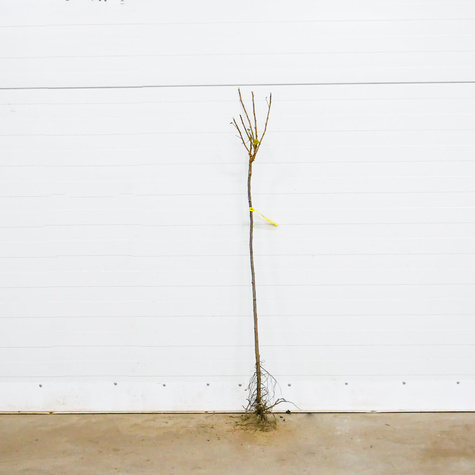 Porzeczko agrest na pniu w balocie