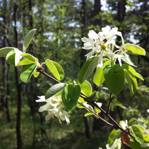 Świdośliwa jajowata w doniczce