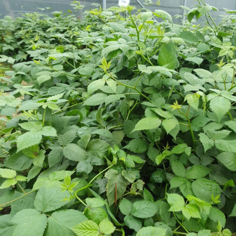 Jeżyna bezkolcowa Thornfree sadzonki