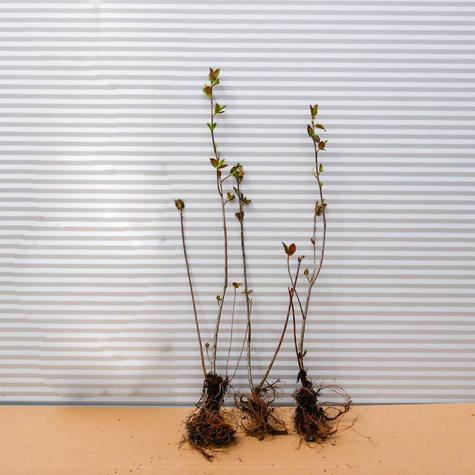Aronia Czarnoowocowa Owoc Długowieczności i Antyoksydant Plant Pack