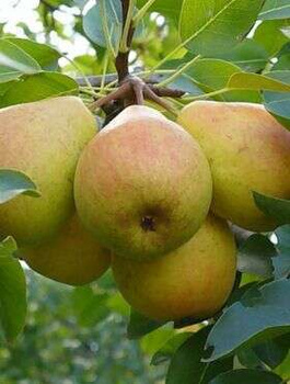 Grusza kolumnowa Saphira w doniczce